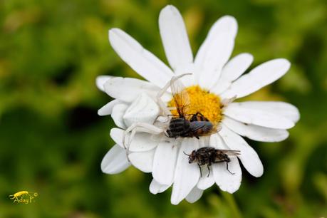 Thomisus onustus glotona.