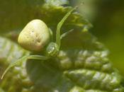 Ebrechtella tricuspidata (Fabricius, 1775)