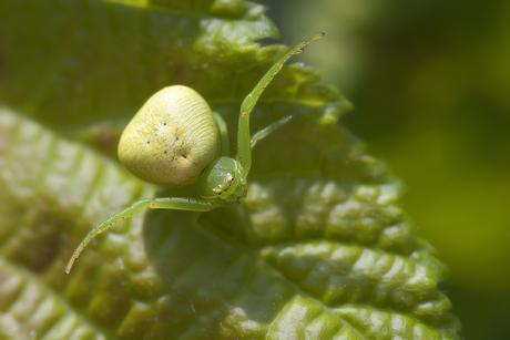Para ampliar Ebrechtella tricuspidata (Fabricius, 1775) hacer clic