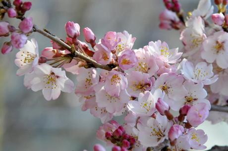 cerezos-japon2-a