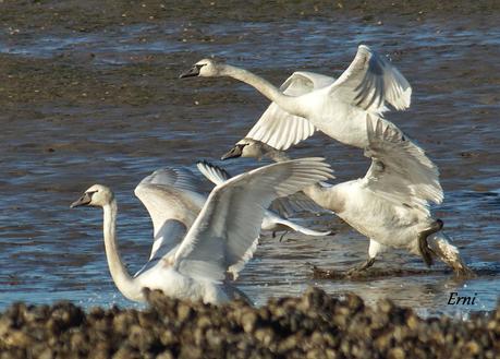 LOS CISNES SE PREPARAN UN AÑO MÁS PARA MULTIPLICARSE