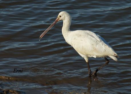 LOS CISNES SE PREPARAN UN AÑO MÁS PARA MULTIPLICARSE