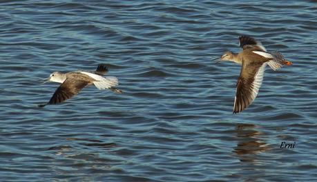 LOS CISNES SE PREPARAN UN AÑO MÁS PARA MULTIPLICARSE