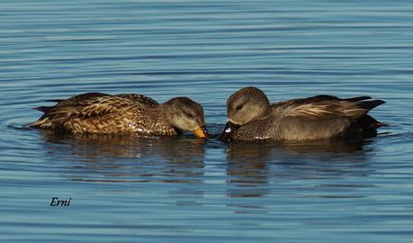 LOS CISNES SE PREPARAN UN AÑO MÁS PARA MULTIPLICARSE