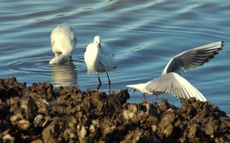 LOS CISNES SE PREPARAN UN AÑO MÁS PARA MULTIPLICARSE