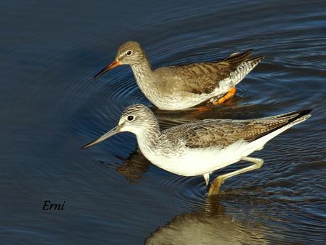 LOS CISNES SE PREPARAN UN AÑO MÁS PARA MULTIPLICARSE