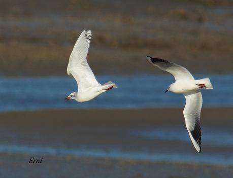 LOS CISNES SE PREPARAN UN AÑO MÁS PARA MULTIPLICARSE