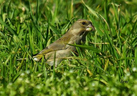LOS CISNES SE PREPARAN UN AÑO MÁS PARA MULTIPLICARSE