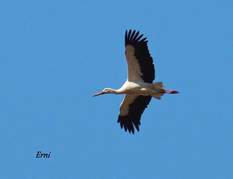 LOS CISNES SE PREPARAN UN AÑO MÁS PARA MULTIPLICARSE