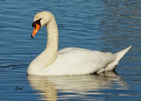 LOS CISNES SE PREPARAN UN AÑO MÁS PARA MULTIPLICARSE