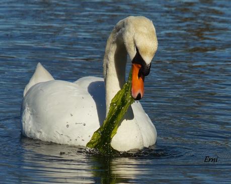 LOS CISNES SE PREPARAN UN AÑO MÁS PARA MULTIPLICARSE