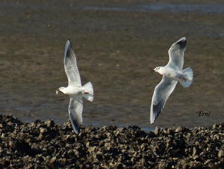 LOS CISNES SE PREPARAN UN AÑO MÁS PARA MULTIPLICARSE