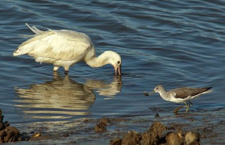 LOS CISNES SE PREPARAN UN AÑO MÁS PARA MULTIPLICARSE