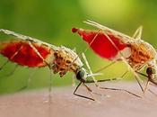 Mitos verdades sobre mosquitos picaduras