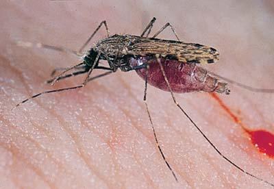 fin-malaria-no-mas-mosquitos