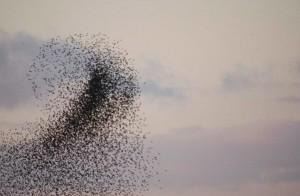 Consejos para el control de una plaga de mosquitos Fotografía de Foto de Fotos