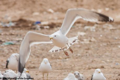 larus cachinnas-Gaviota Cáspica  otro sorpresón en el Culebrete-Navarra