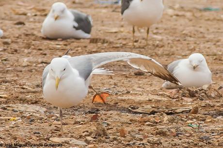 larus cachinnas-Gaviota Cáspica  otro sorpresón en el Culebrete-Navarra