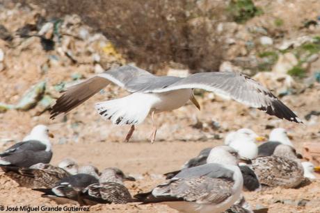 larus cachinnas-Gaviota Cáspica  otro sorpresón en el Culebrete-Navarra