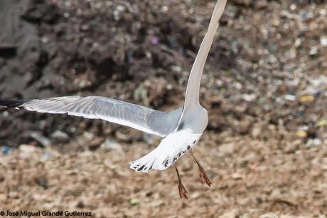 larus cachinnas-Gaviota Cáspica  otro sorpresón en el Culebrete-Navarra