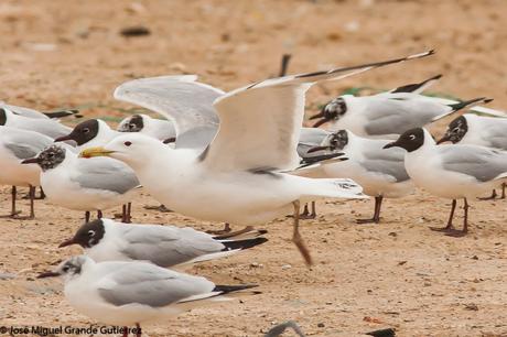 larus cachinnas-Gaviota Cáspica  otro sorpresón en el Culebrete-Navarra