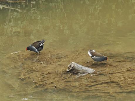 Juegos nupciales, gallinetas