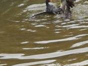 Juegos nupciales, gallinetas