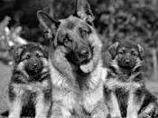 fuera...un perro...?