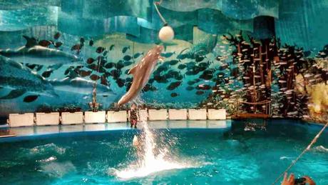Espectáculo Delfines Zoo Barcelona