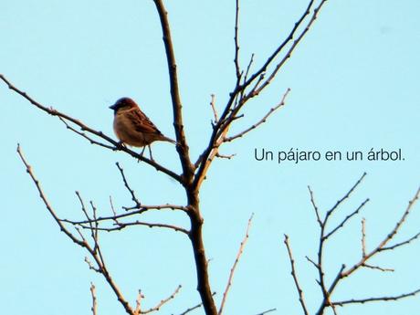 pajaro3