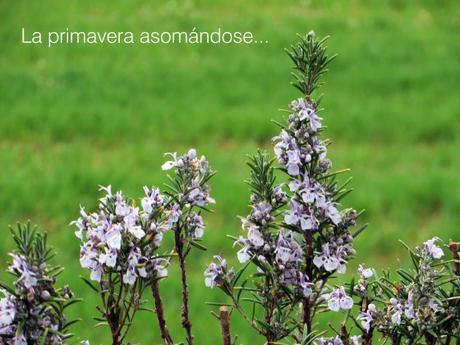 primavera