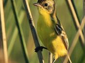 Doradito copetón (Pseudocolopteryx sclateri)