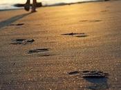 huellas camino....