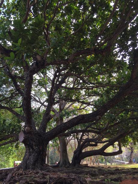 Paseo por el Parque: Parque Omar