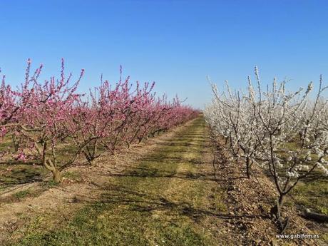 Valdelacalzada en Flor 2015