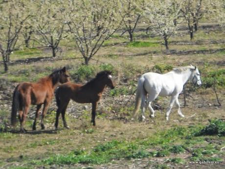 Valdelacalzada en Flor 2015