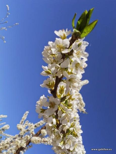 Valdelacalzada en Flor 2015