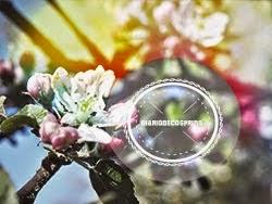 ESPERANDO LA PRIMAVERA