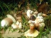 Salsa hongo negro (boletus)