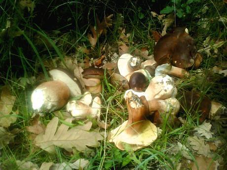 SALSA DE HONGO NEGRO (BOLETUS)