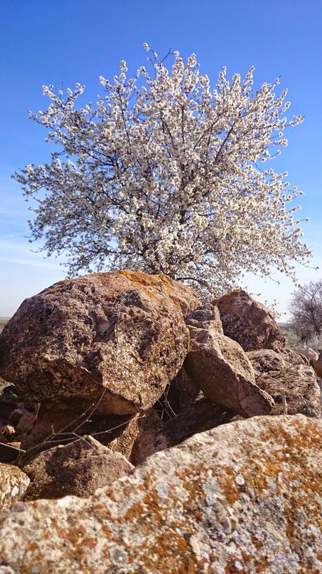 ALMENDROS EN FLOR