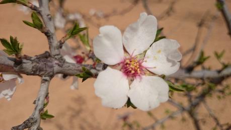 ALMENDROS EN FLOR