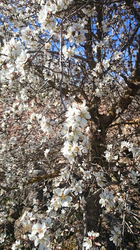 ALMENDROS EN FLOR