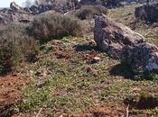 Almendros flor
