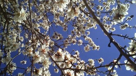 ALMENDROS EN FLOR