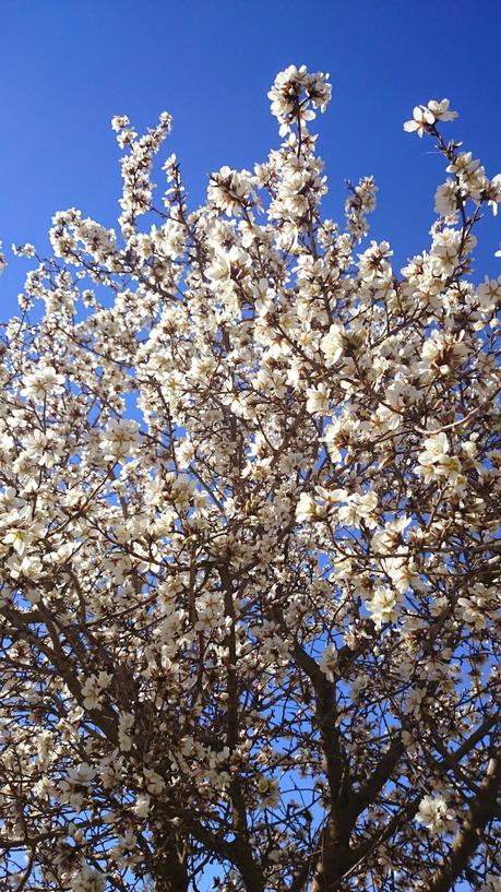 ALMENDROS EN FLOR