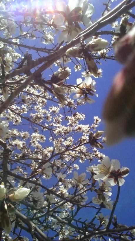 ALMENDROS EN FLOR