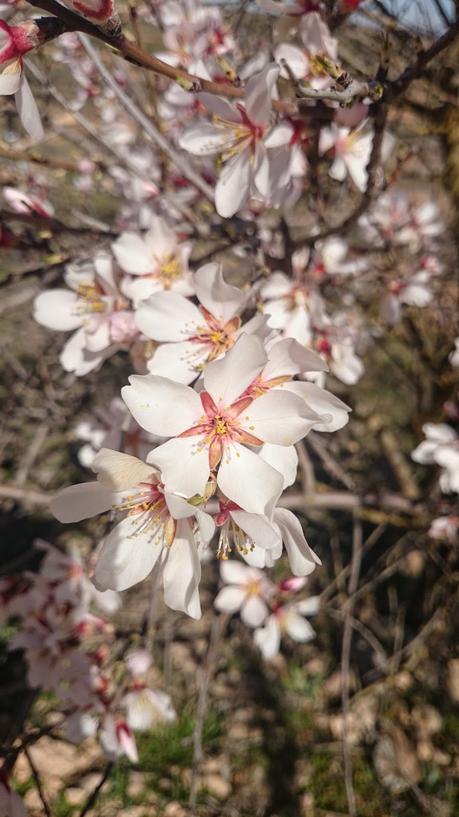 ALMENDROS EN FLOR