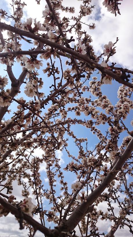 ALMENDROS EN FLOR