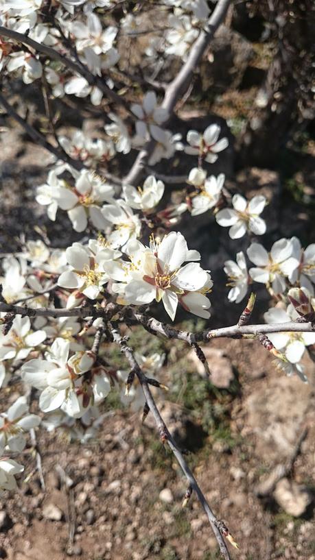ALMENDROS EN FLOR